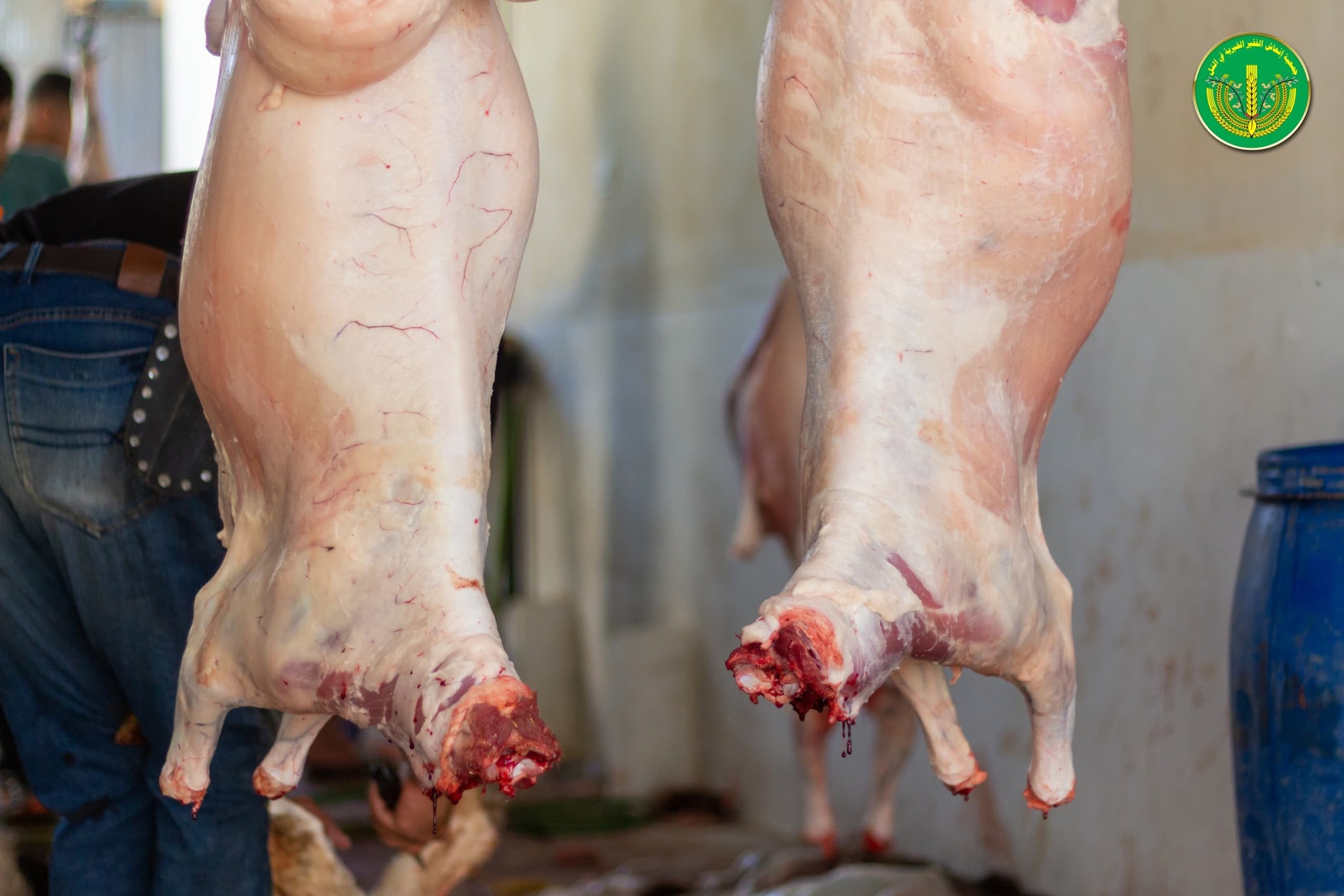 قامت جمعية إنعاش الفقير الخيرية بتوزيع " 4502 " قطعة لحم.